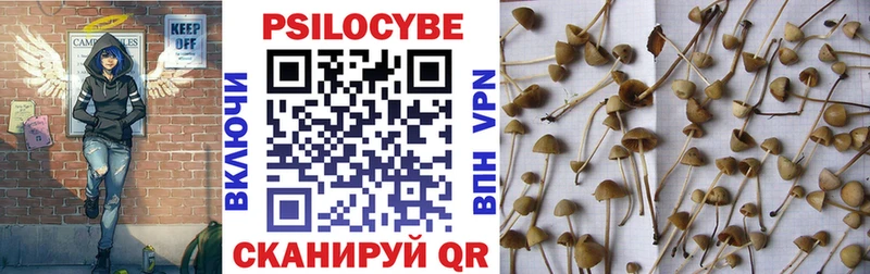 Галлюциногенные грибы Psilocybe  хочу наркоту  Приморск 
